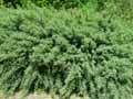 Salix purpurea