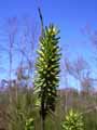 Salix viminalis