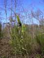 Salix viminalis