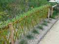Salix viminalis