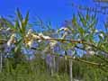 Salix viminalis