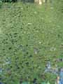 Salvinia hastata
