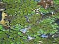 Salvinia hastata
