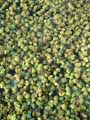 Salvinia natans
