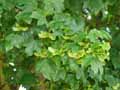 Acer campestre