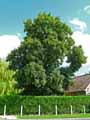 Acer campestre
