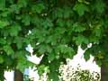 Acer campestre