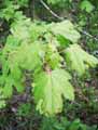 Acer campestre