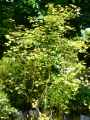 Acer campestre Nanum