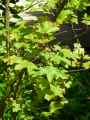 Acer campestre Nanum