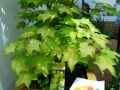 Acer cappadocicum aureum