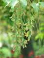 Acer cissifolium