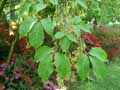 Acer cissifolium
