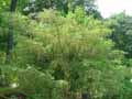 Acer cissifolium