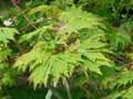 Acer japonicum Aconitifolium