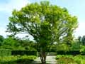 Acer japonicum Thunberg