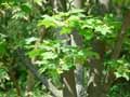 Acer lobelii