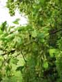 Acer monspessulanum
