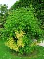 Acer negundo Auratum