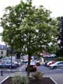 Acer negundo