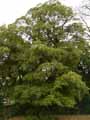 Acer orientale