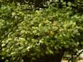 Acer orientale