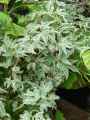 Acer palmatum Butterfly