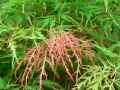 Acer palmatum dissectum