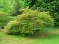 Acer palmatum dissectum