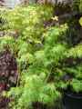Acer palmatum Seiryu