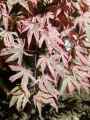 Acer palmatum Shirazz