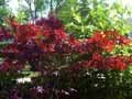 Acer palmatum atropurpureum