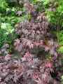 Acer palmatum atropurpureum