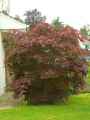 Acer palmatum atropurpureum