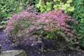 Acer palmatum dissectum