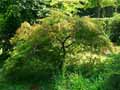Acer palmatum dissectum
