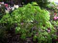 Acer palmatum dissectum