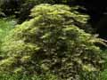 Acer palmatum dissectum