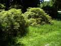 Acer palmatum dissectum