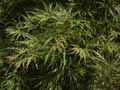 Acer palmatum dissectum