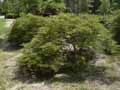 Acer palmatum dissectum