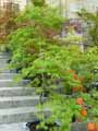 Acer palmatum dissectum Viridis