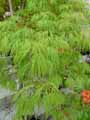 Acer palmatum dissectum Viridis