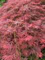 Acer palmatum dissectum rubra