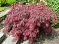 Acer palmatum dissectum rubra
