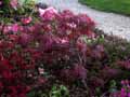 Acer palmatum dissectum rubra