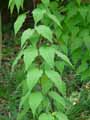 Acer pensylvanicum Erythrocladum