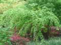 Acer pensylvanicum Erythrocladum