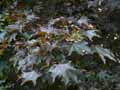 Acer platanoides Crimson King