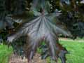 Acer platanoides Crimson King